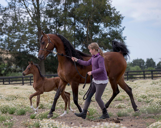 ShermanFoals2017_4_3298