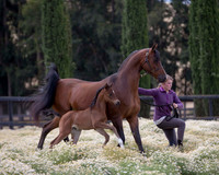 ShermanFoals2017_4_3311