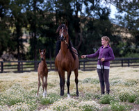 ShermanFoals2017_4_3327