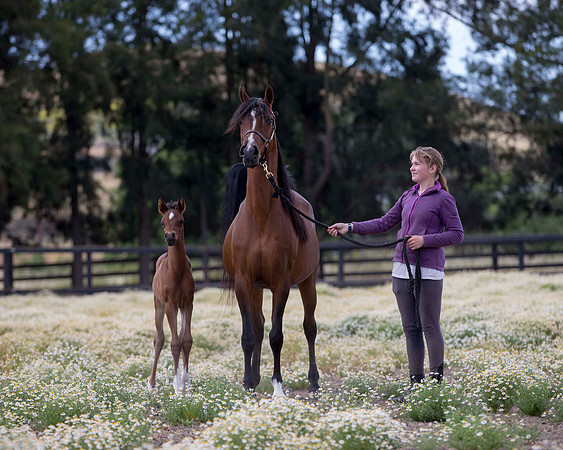 ShermanFoals2017_4_3327