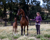 ShermanFoals2017_4_3328