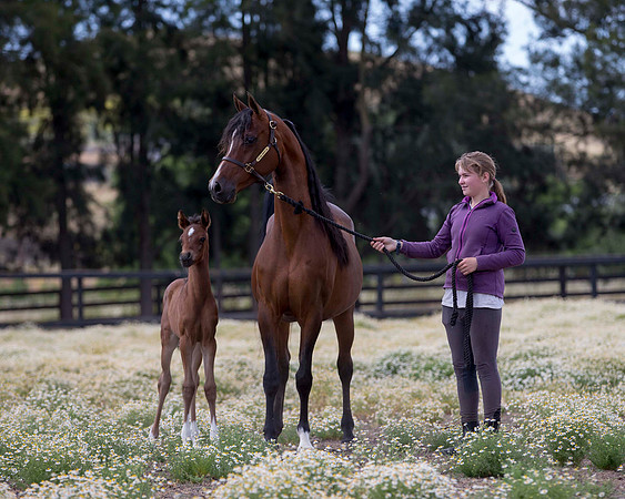 ShermanFoals2017_4_3328