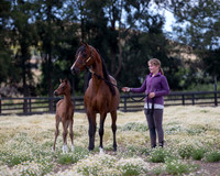 ShermanFoals2017_4_3329