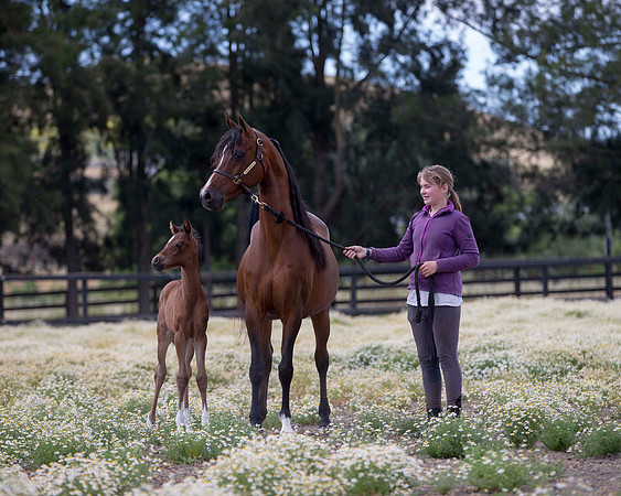 ShermanFoals2017_4_3329
