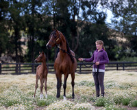 ShermanFoals2017_4_3330