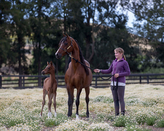 ShermanFoals2017_4_3330