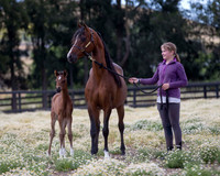 ShermanFoals2017_4_3331