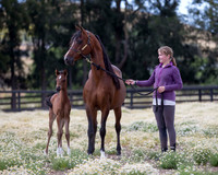 ShermanFoals2017_4_3332