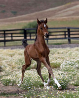 ShermanFoals2017_4_3344