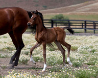 ShermanFoals2017_4_3348
