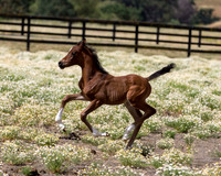 ShermanFoals2017_4_3388