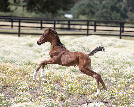 ShermanFoals2017_4_3389