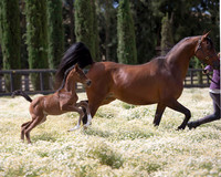 ShermanFoals2017_4_3396