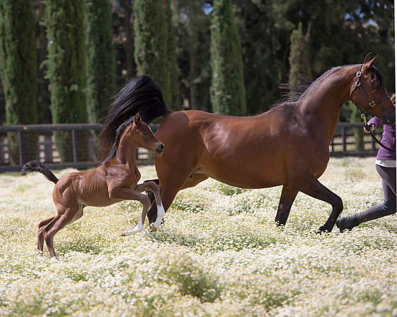 ShermanFoals2017_4_3396