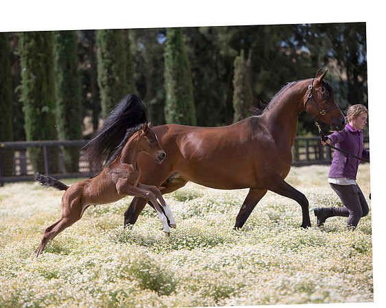 ShermanFoals2017_4_3397