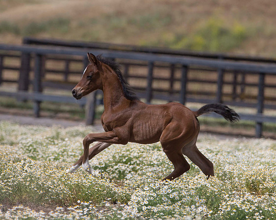 ShermanFoals2017_4_3403