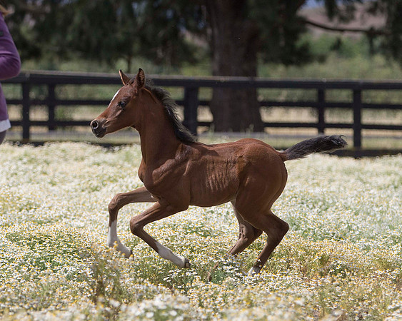 ShermanFoals2017_4_3417