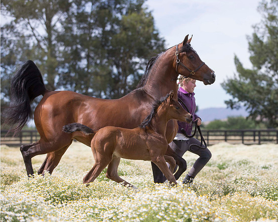 ShermanFoals2017_4_3440