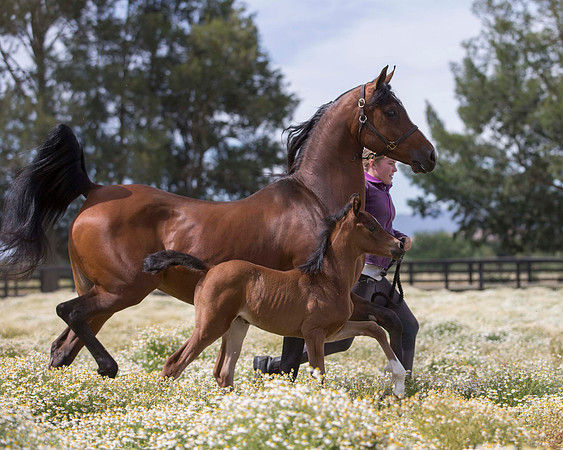 ShermanFoals2017_4_3441