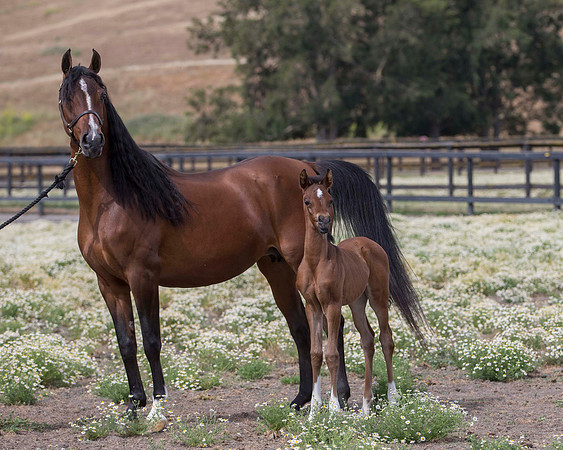 ShermanFoals2017_4_3454