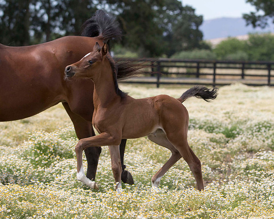 ShermanFoals2017_4_3462