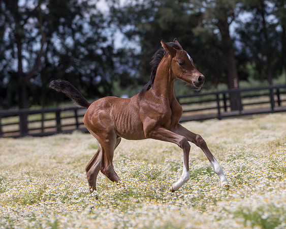ShermanFoals2017_4_3489