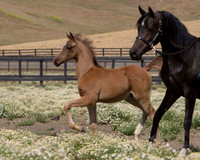 Sherman Foal 6