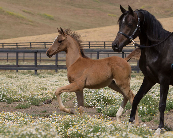 ShermanFoals2017_6_3893