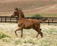 ShermanFoals2017_6_3904