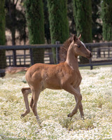 ShermanFoals2017_6_3951