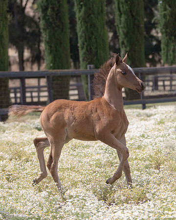 ShermanFoals2017_6_3951