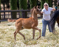 ShermanFoals2017_6_3952