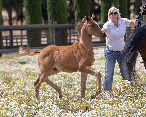ShermanFoals2017_6_3952