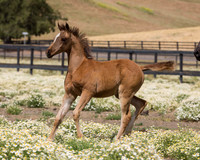 ShermanFoals2017_6_3895