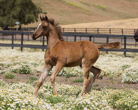 ShermanFoals2017_6_3895