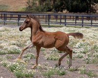ShermanFoals2017_6_3963