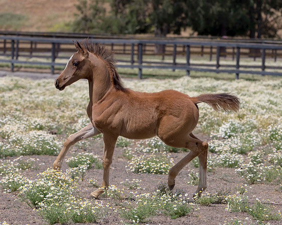 ShermanFoals2017_6_3963