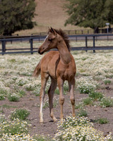 ShermanFoals2017_6_3983