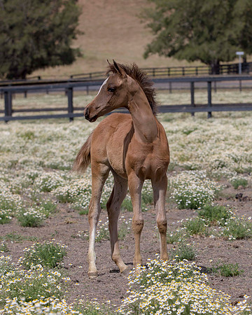 ShermanFoals2017_6_3983