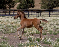 ShermanFoals2017_6_3993