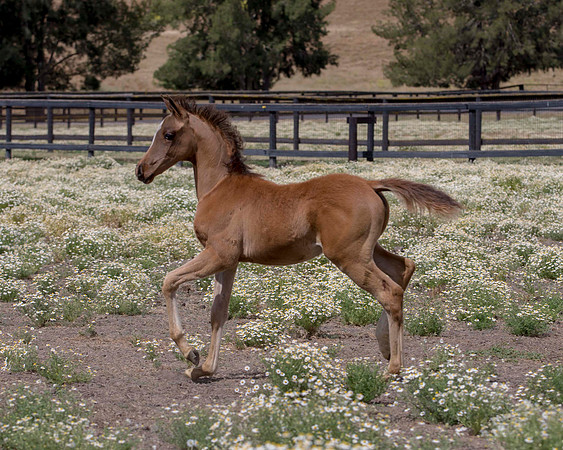 ShermanFoals2017_6_3993