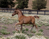 ShermanFoals2017_6_3987