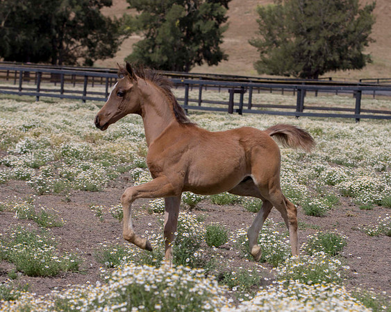 ShermanFoals2017_6_3987