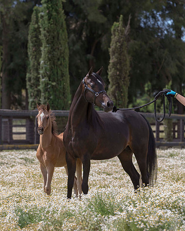 ShermanFoals2017_6_4008