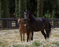 ShermanFoals2017_6_4012