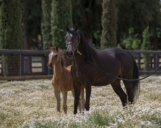 ShermanFoals2017_6_4012