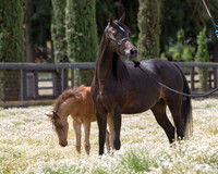 ShermanFoals2017_6_4013