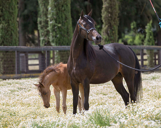 ShermanFoals2017_6_4013