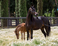 ShermanFoals2017_6_4014