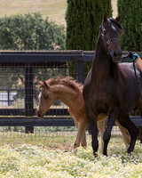 ShermanFoals2017_6_4053